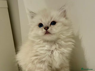 Mixed Breed cats Ragdoll x Highland Fold - Advert 1