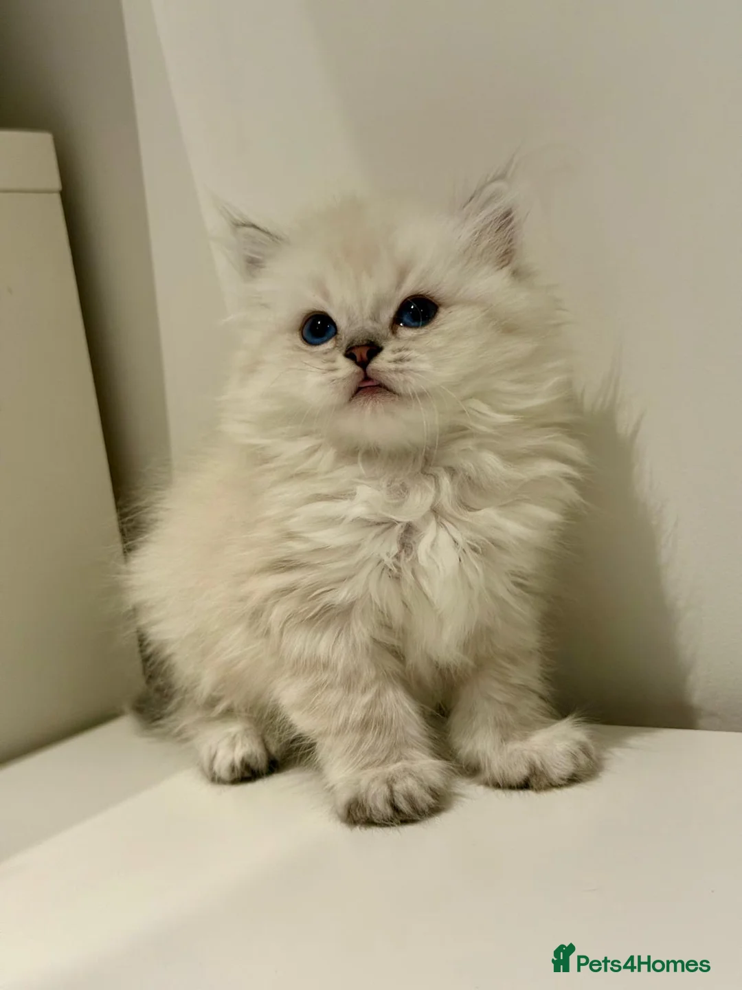 Mixed Breed cats for sale: Ragdoll x Highland Fold ONE GIRL LEFT - Advert 2