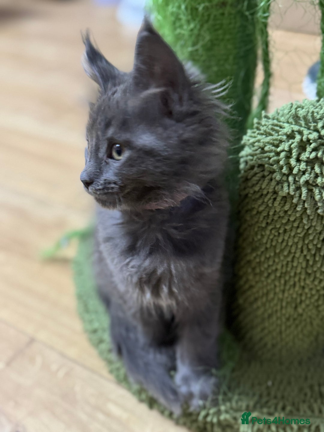 Maine Coon cats for sale: Adorable pure breed Maine coon Kittens’s for sale - Advert 11