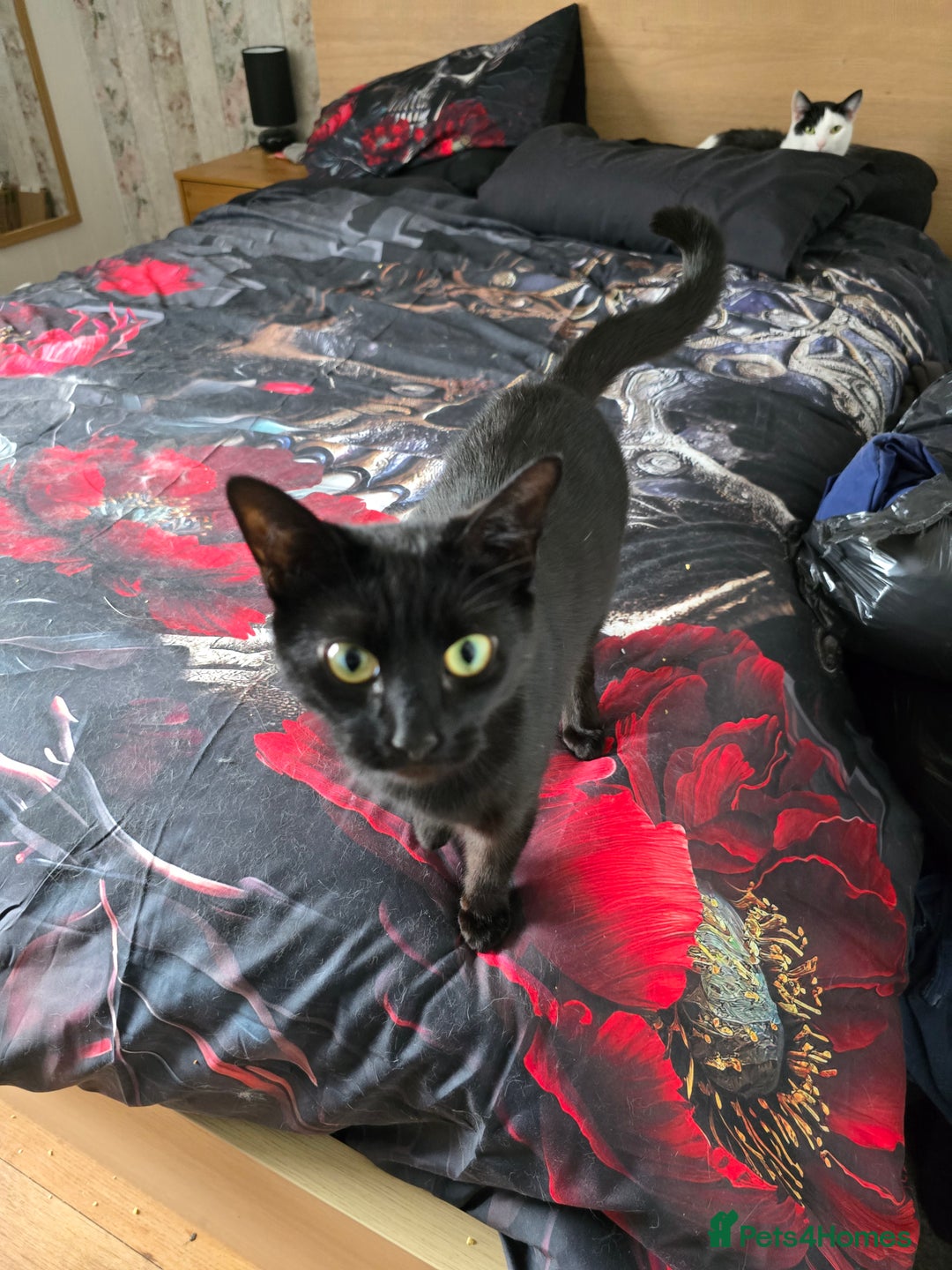 Domestic Shorthair cats for sale: 2 Adult Cats (1 male/1 female). FREE TO GOOD HOME - Image 10