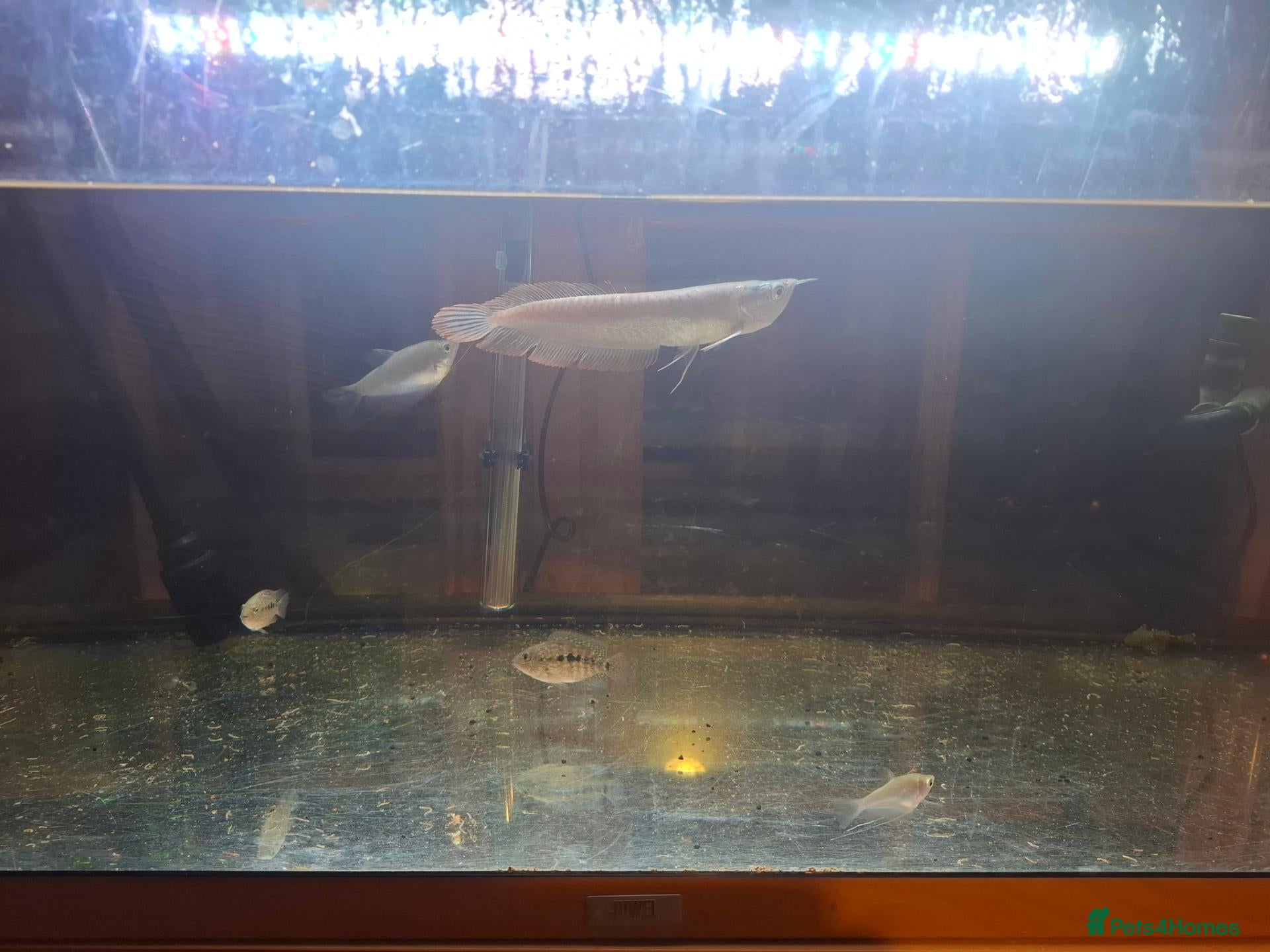 Cichlids fish Arowana fish and cichilds  - Advert 2