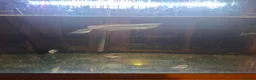 Cichlids fish for sale: Arowana fish and cichilds  in Eastbourne - Advert 2