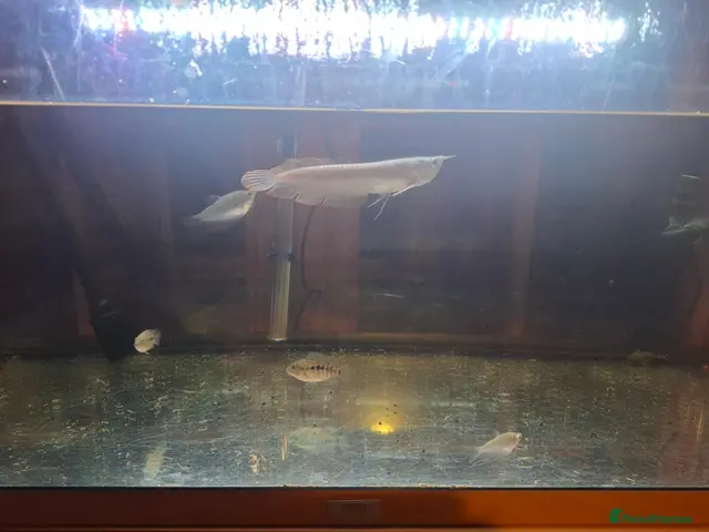 Cichlids fish for sale: Arowana fish and cichilds - Advert 2