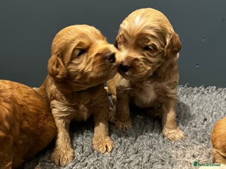 Australian Labradoodle dogs Quality Multigen Australian Labradoodle Puppies - Advert 7