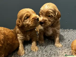 Australian Labradoodle dogs Quality Multigen Australian Labradoodle Puppies - Advert 14