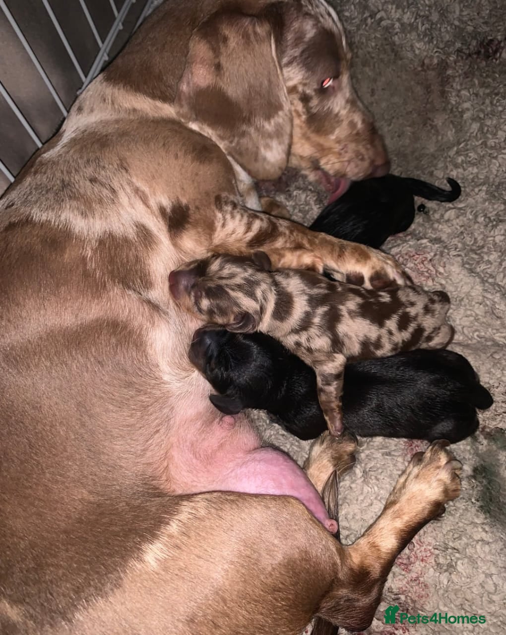 Miniature Dachshund dogs Miniature Dachshund Puppies Available - Advert 13