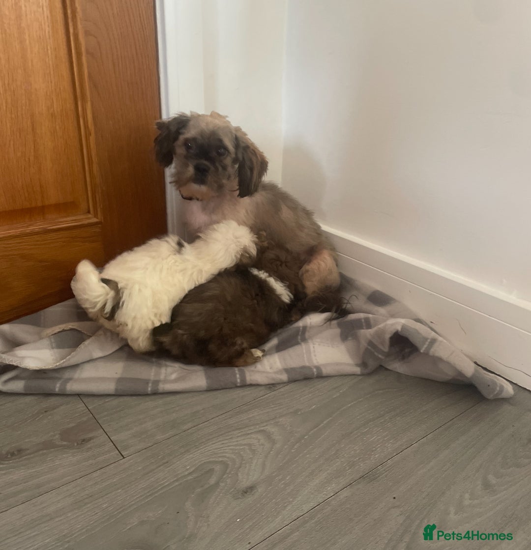 Lhasa Apso dogs for sale: 🩷💙2 lovely Lhasa apso puppies  - Advert 4