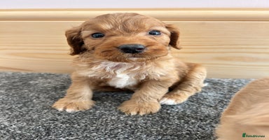 Cockapoo dogs - Advert 10