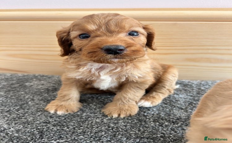 Cockapoo dogs - Advert 2