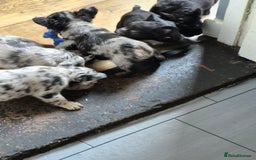 French Bulldog dogs for sale: Fluffy french bulldogs +c2  - Image 34