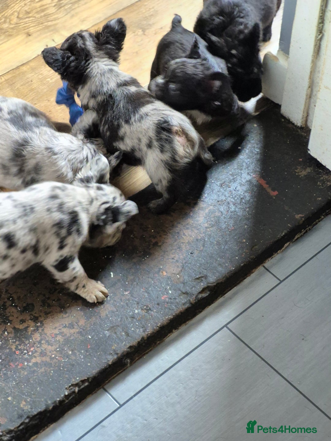 French Bulldog dogs for sale: Fluffy french bulldogs +c2  - Image 34