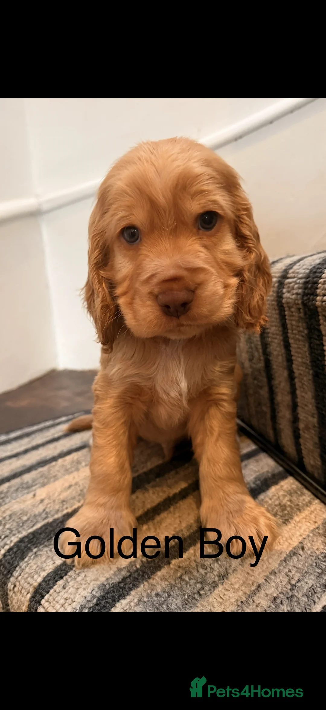 Cocker Spaniel dogs for sale: Show Cocker Spaniels - Advert 2