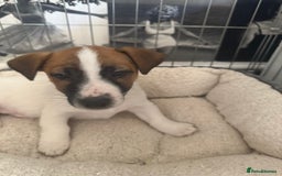 Jack Russell dogs for sale: Male puppy last left from 6 - Image 3
