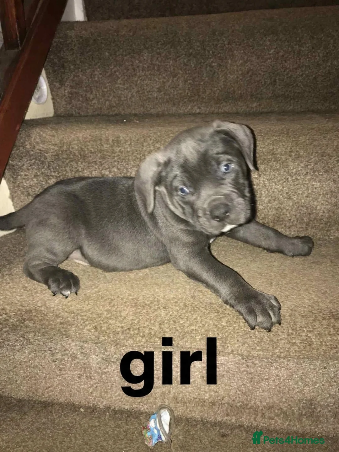 Mixed Breed dogs for sale: Pocket bully / Cane Corso pups  - Advert 17