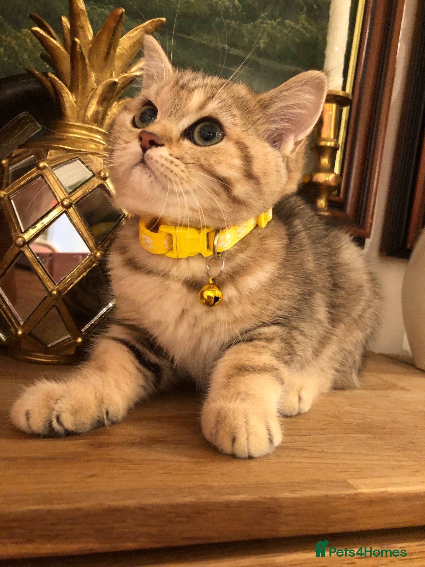 British Shorthair cats British shorthair kittens  - Advert 4