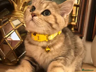 British Shorthair cats British shorthair kittens - Advert 4