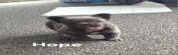 French Bulldog dogs for sale: Ready now!! Visual Fluffy French Bulldog puppies  - Advert 4