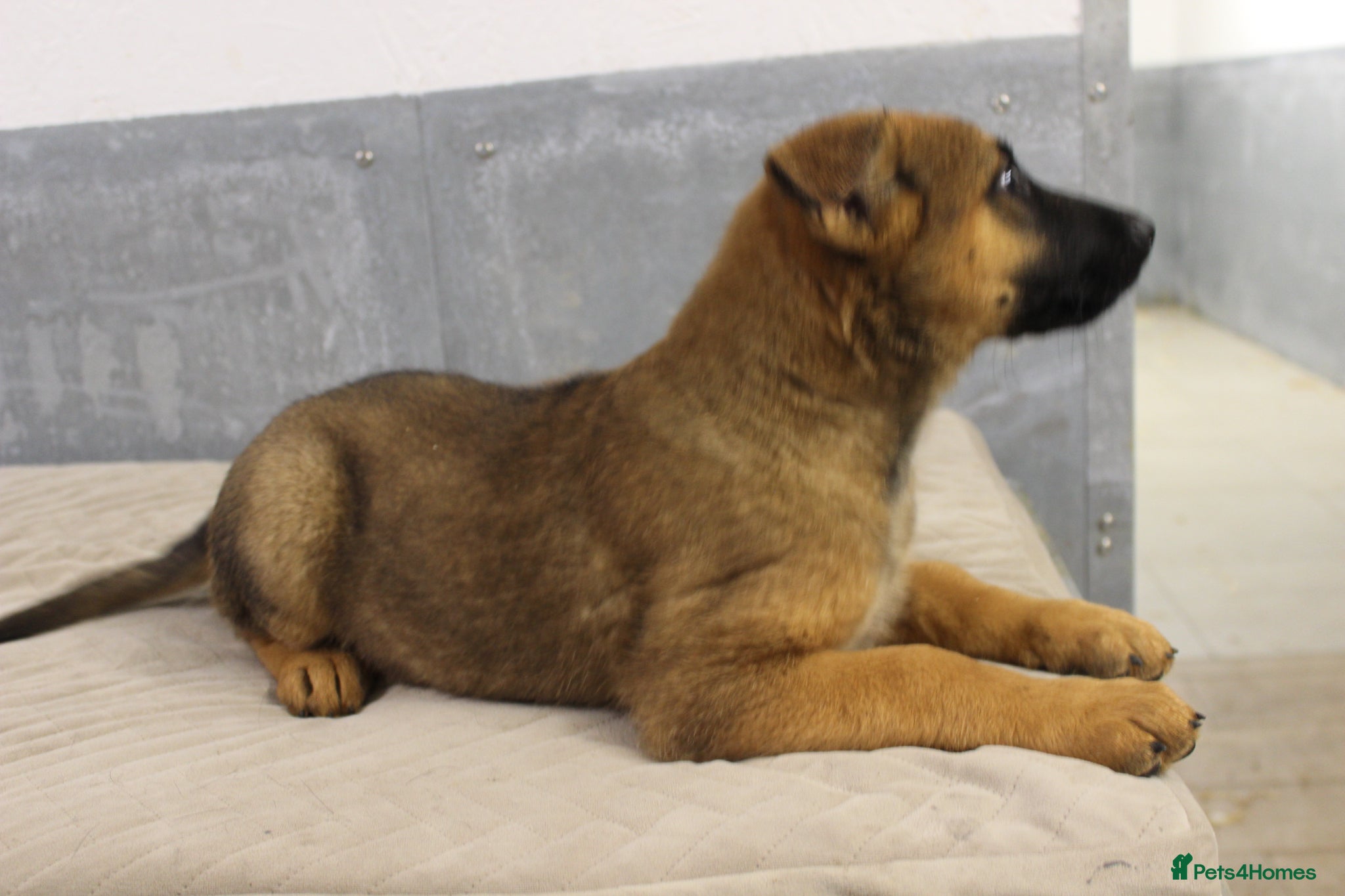 German Shepherd dogs for sale: German Shepherd Puppies  - Advert 24