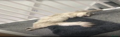 Ragdoll 1