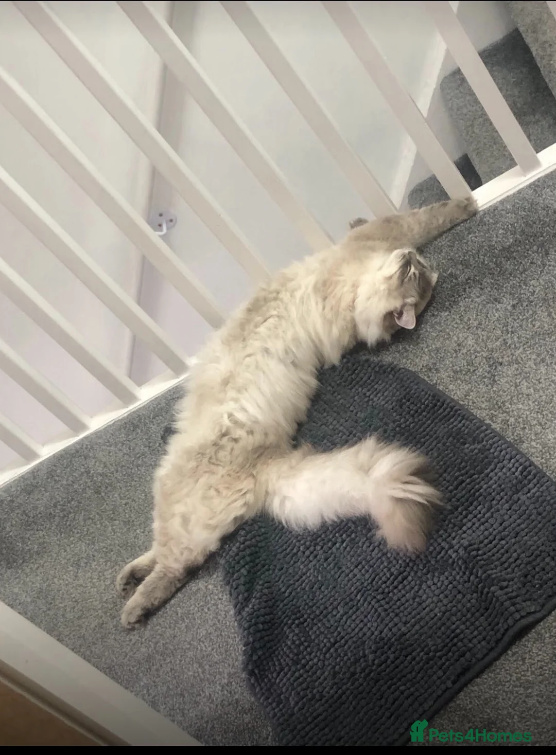 Ragdoll cats for sale: 3yr old male ragdoll - Advert 2