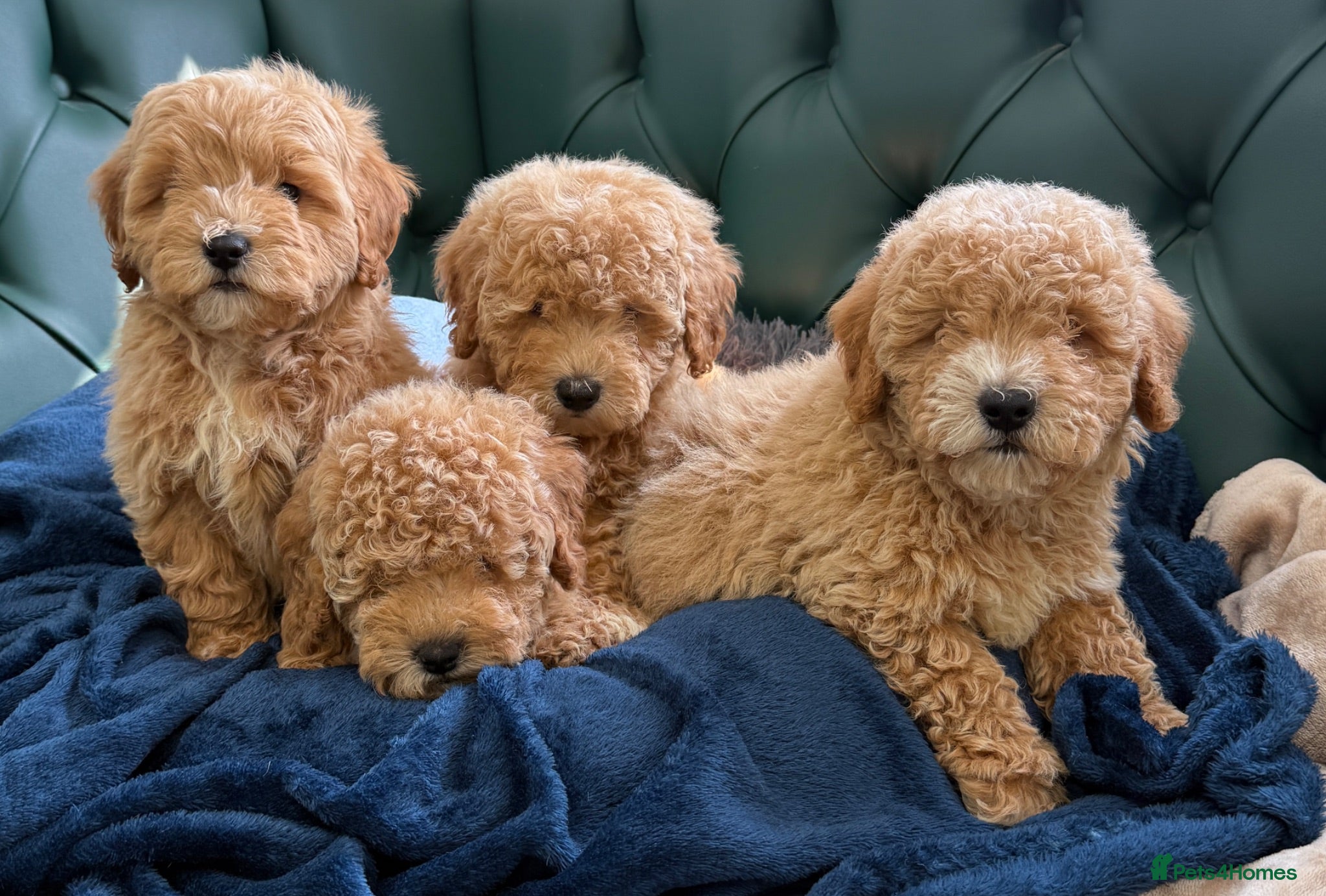 Poochon dogs 5⭐️ Licensed. Health tested Poochons - Advert 1