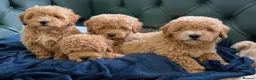 Poochon dogs for sale: 5⭐️ Licensed. Health tested Poochons - Advert 1