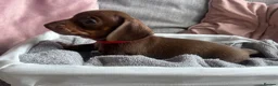 Miniature Dachshund dogs for sale: Miniature dachshunds  - Advert 12