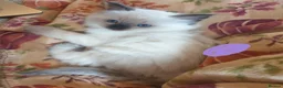 Ragdoll cats for sale: 4 x Fluffy Ragdoll Chocolate Sealpoint kittens - Advert 17
