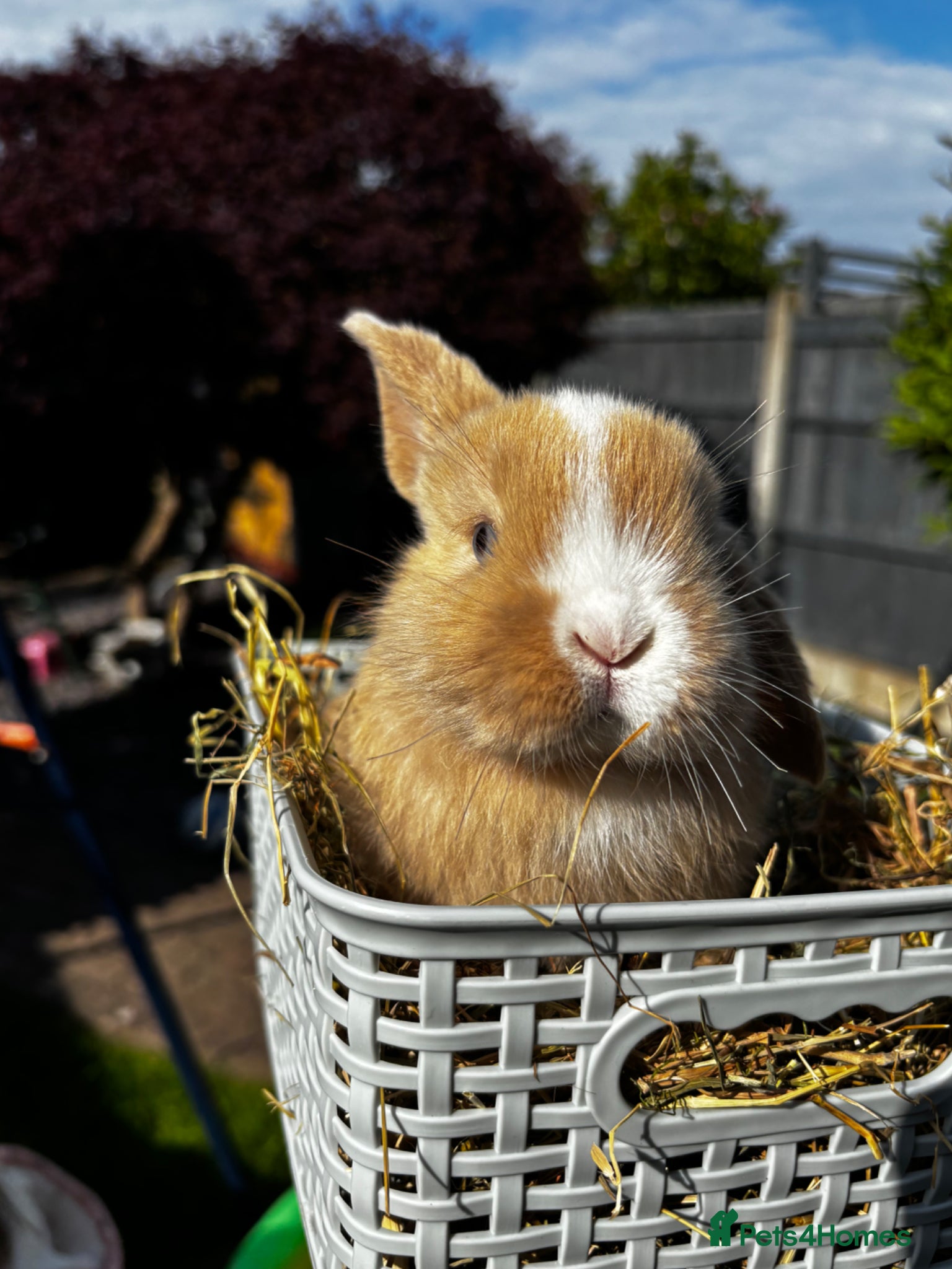 Mini Lop rabbits Pure breed Mini Lop bunnies  - Advert 1