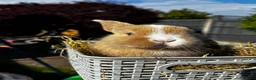Mini Lop rabbits for sale: Pure breed Mini Lop bunnies  - Advert 1