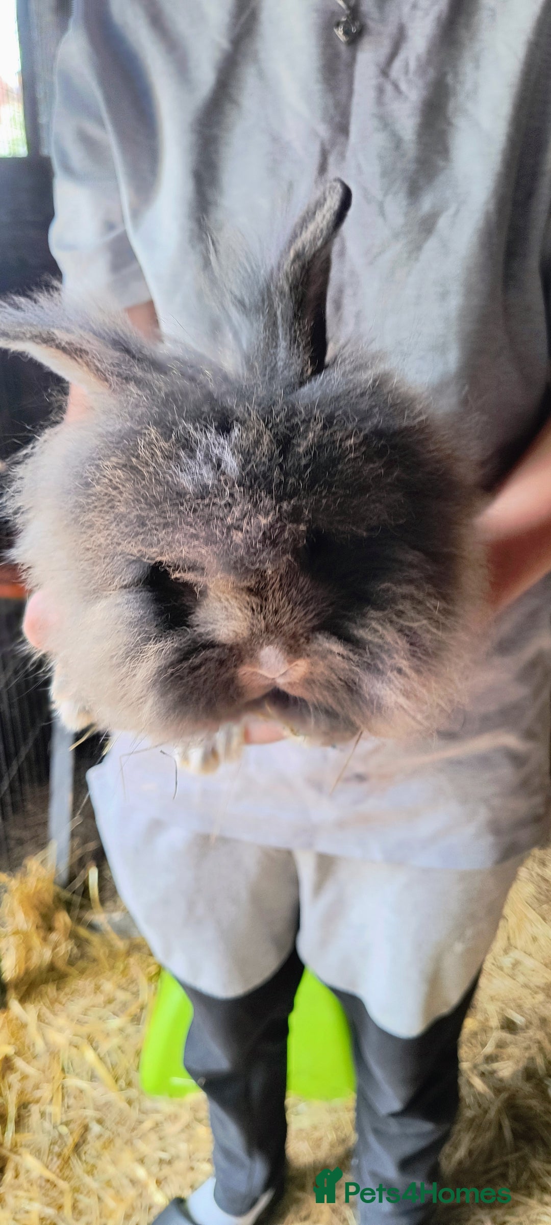 Mini Lion Lop rabbits for sale: Baby mini lion lop *PLEASE READ* - Image 1