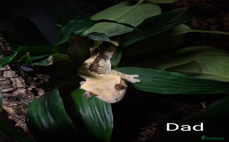 Gecko reptiles - Advert 2