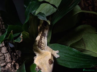 Gecko reptiles - Advert 8