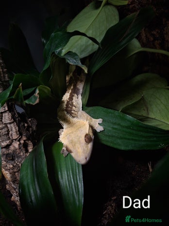 Gecko reptiles - Advert 2