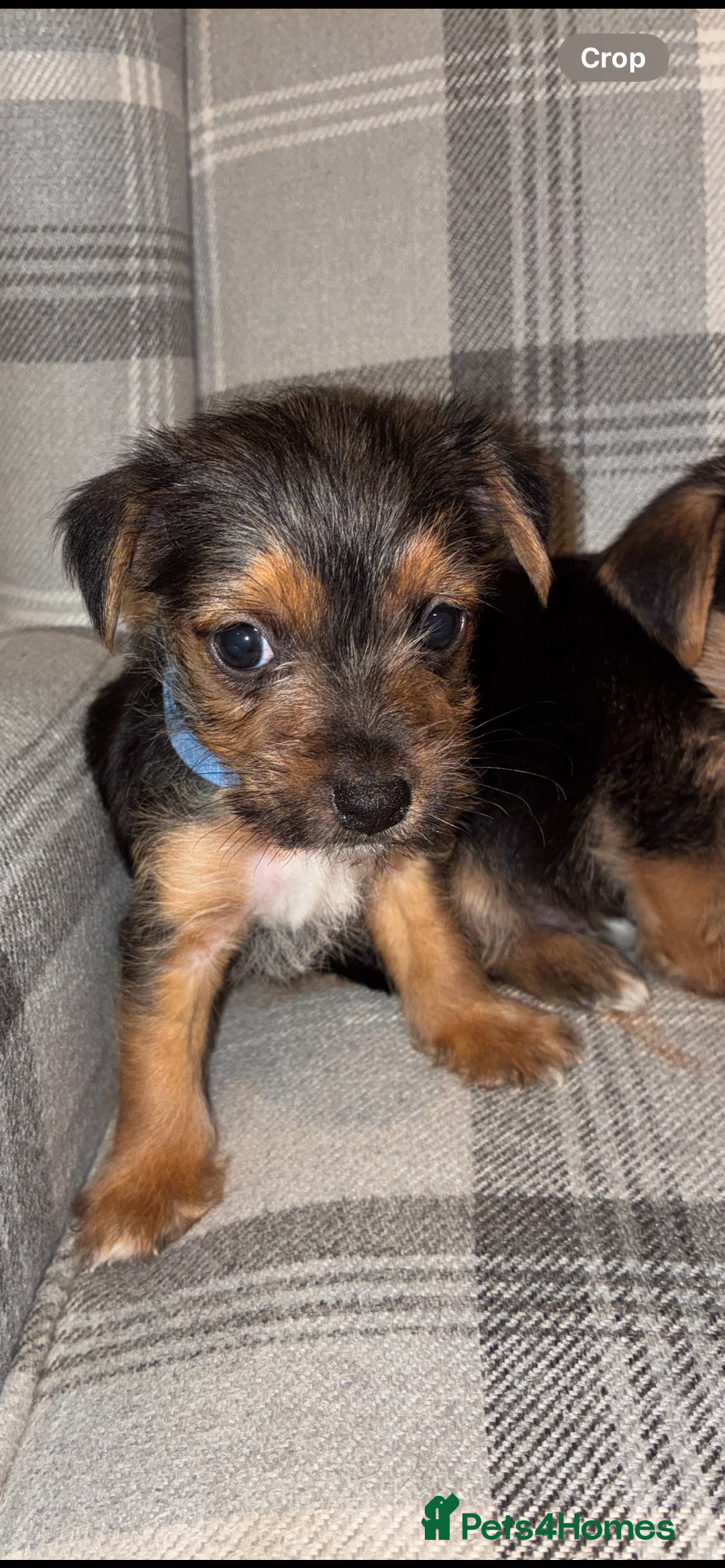 Mixed Breed dogs for sale: Yorkshire terrier cross Jack Russell puppies  - Advert 5