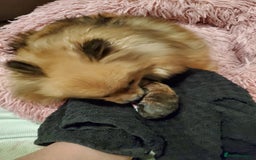 Pomeranian dogs for sale: Female pomeranian  - Image 9