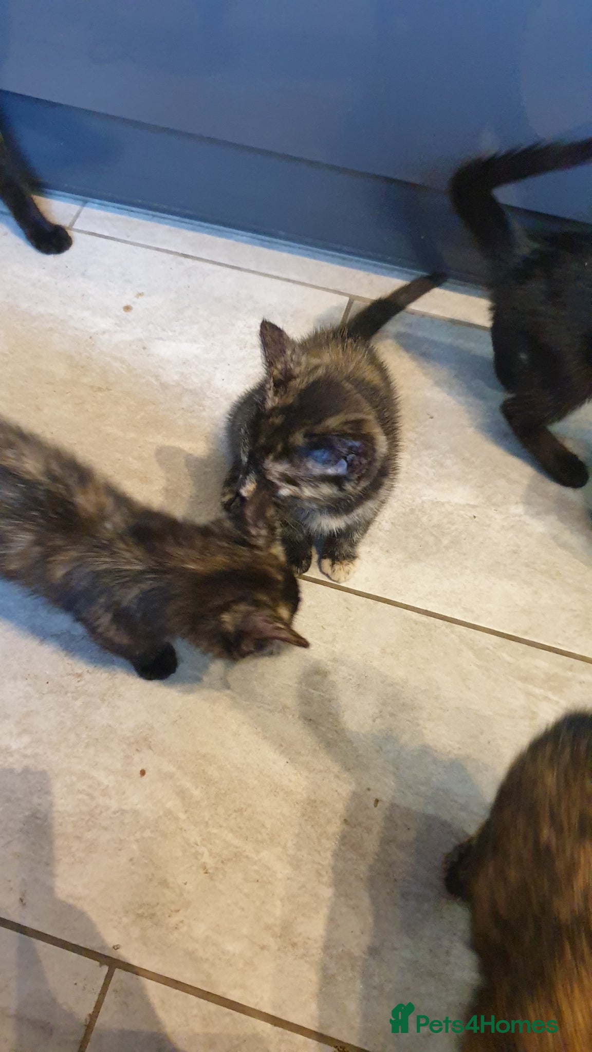 Mixed Breed cats for sale: 4 female kittens  - Advert 11