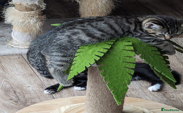 Domestic Shorthair cats - Advert 7