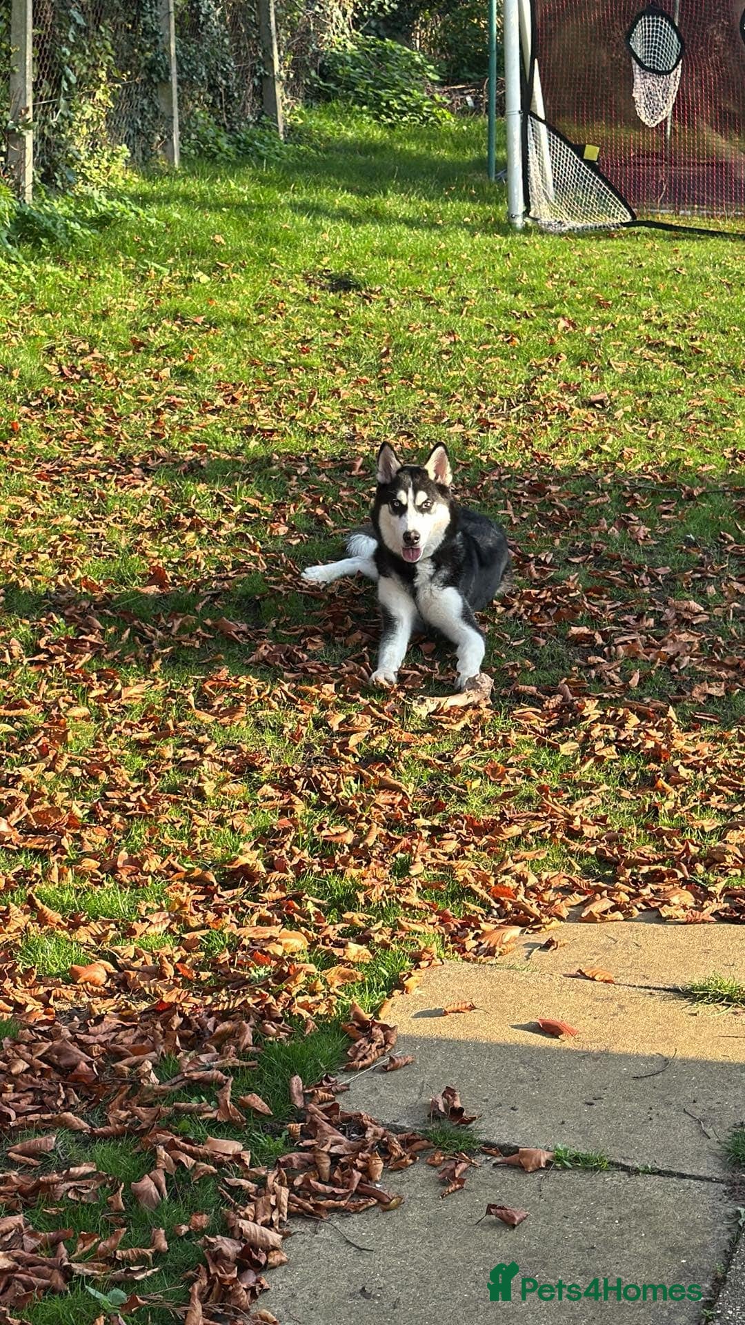 Siberian Husky dogs for sale: Lucky for sale  - Advert 3
