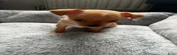 Mixed Breed dogs for sale: Chihuahua puppy in Birmingham - Advert 6