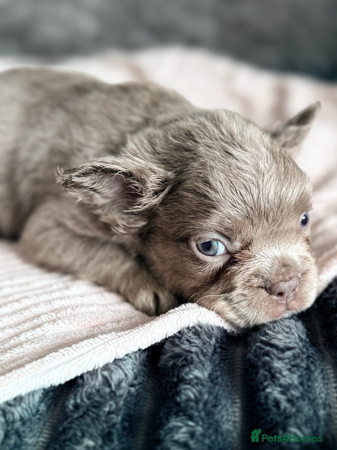 French Bulldog dogs for sale: FLUFFY FRENCH BULLDOGS  - Image 10