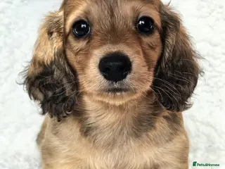 Miniature Dachshund dogs Shaded Cream Miniature Long Haired Dachshunds - Advert 11