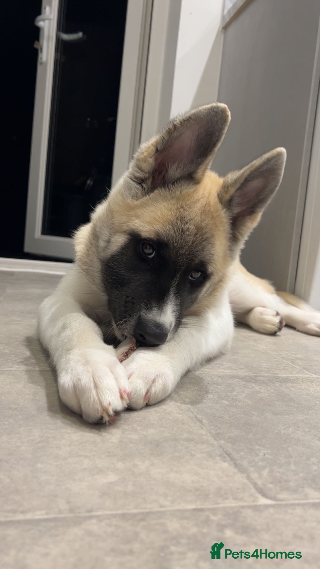 Akita dogs SADIE🐾 My beautiful 7 month old American Akita - Advert 5