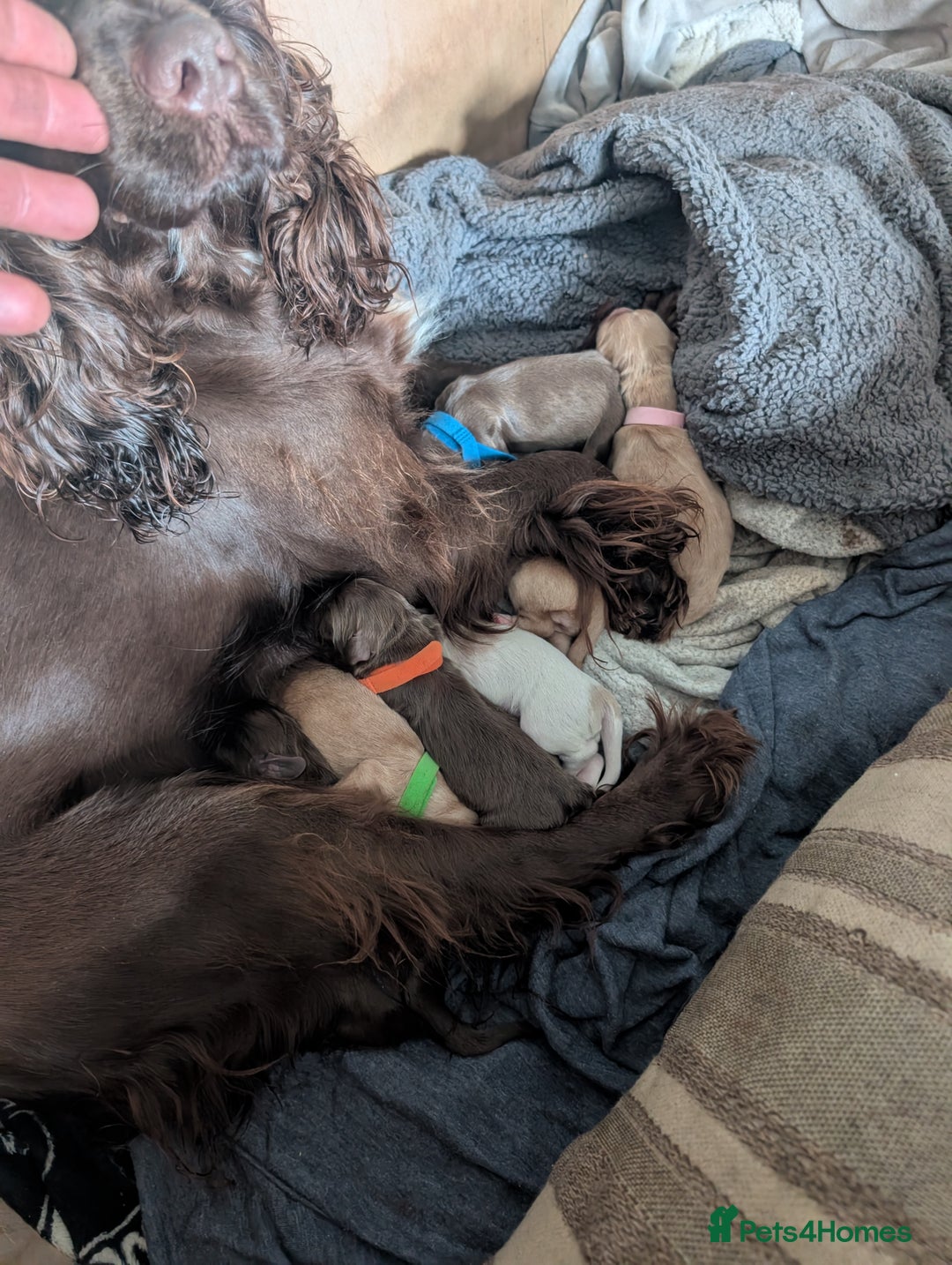 Cocker Spaniel dogs for sale: stunning litter working cocker spaniels - Advert 2