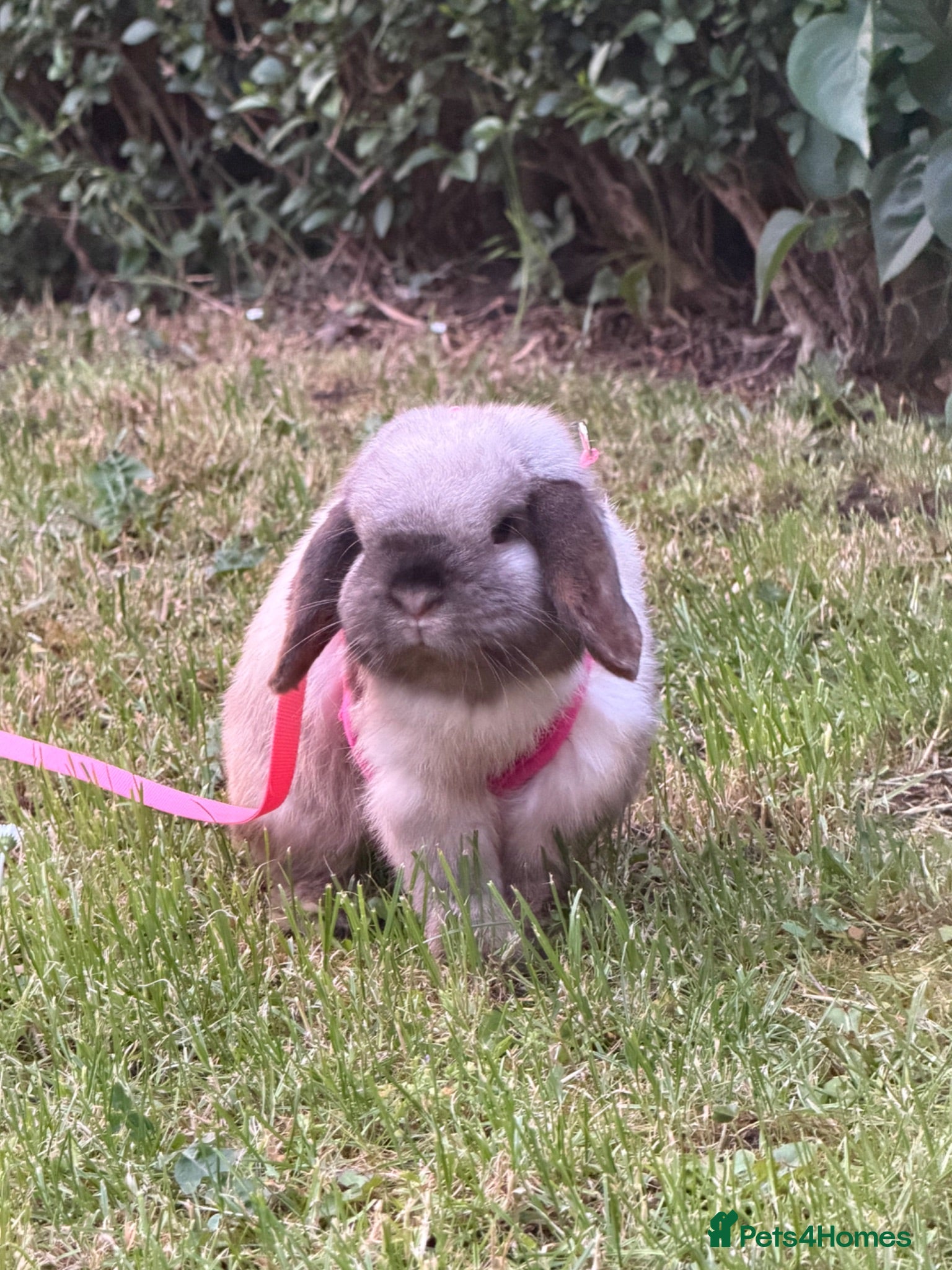 Mini Lop rabbits mini lop male - vaccinated - Advert 1