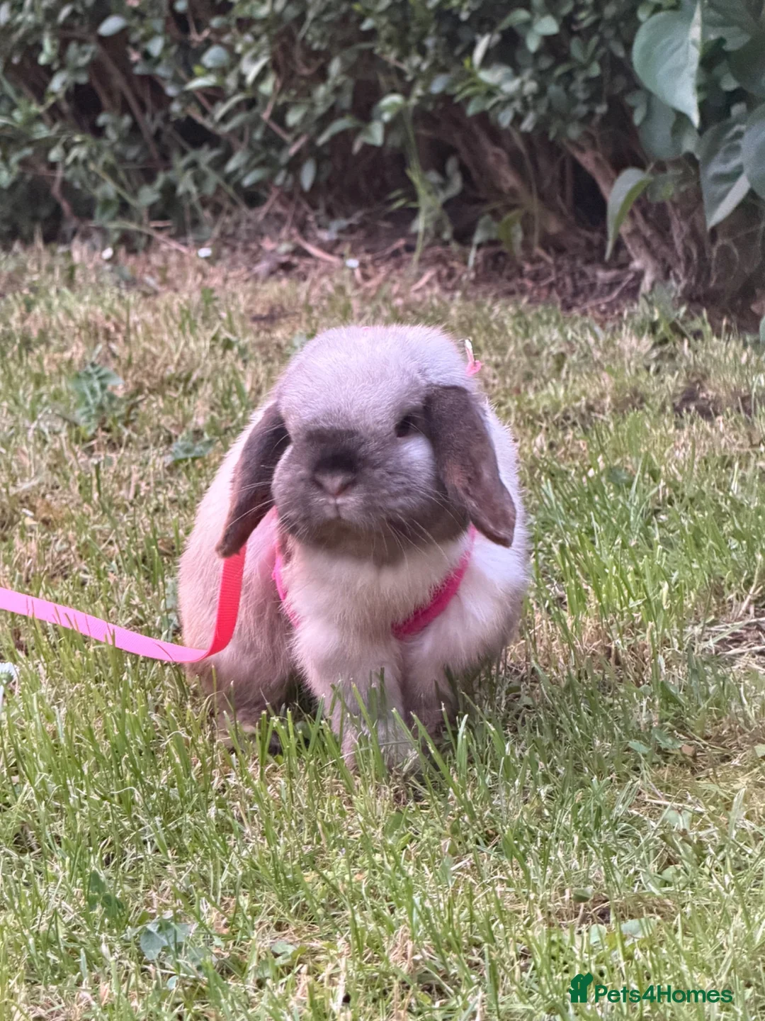 Mini Lop rabbits for sale: mini lop male - vaccinated - Advert 1