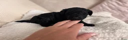 Toy Poodle dogs for sale: READY NOW solid black KC Toy poodle Girl - Advert 11