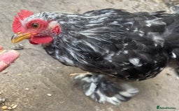 Chickens poultry for sale: Hen, POL Hens, Cockerels and chicks - Image 13