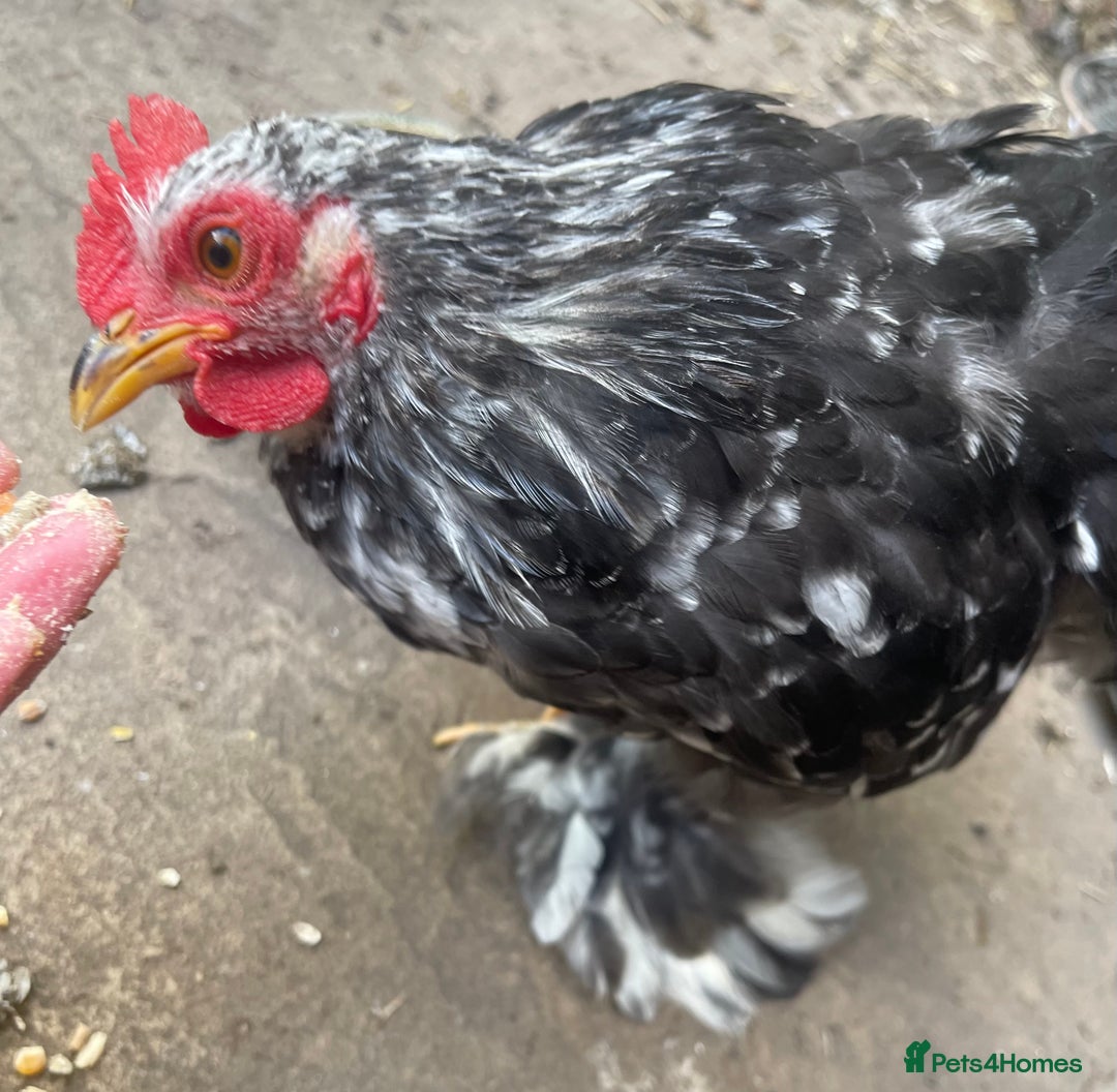 Chickens poultry for sale: Hen, POL Hens, Cockerels and chicks - Image 13