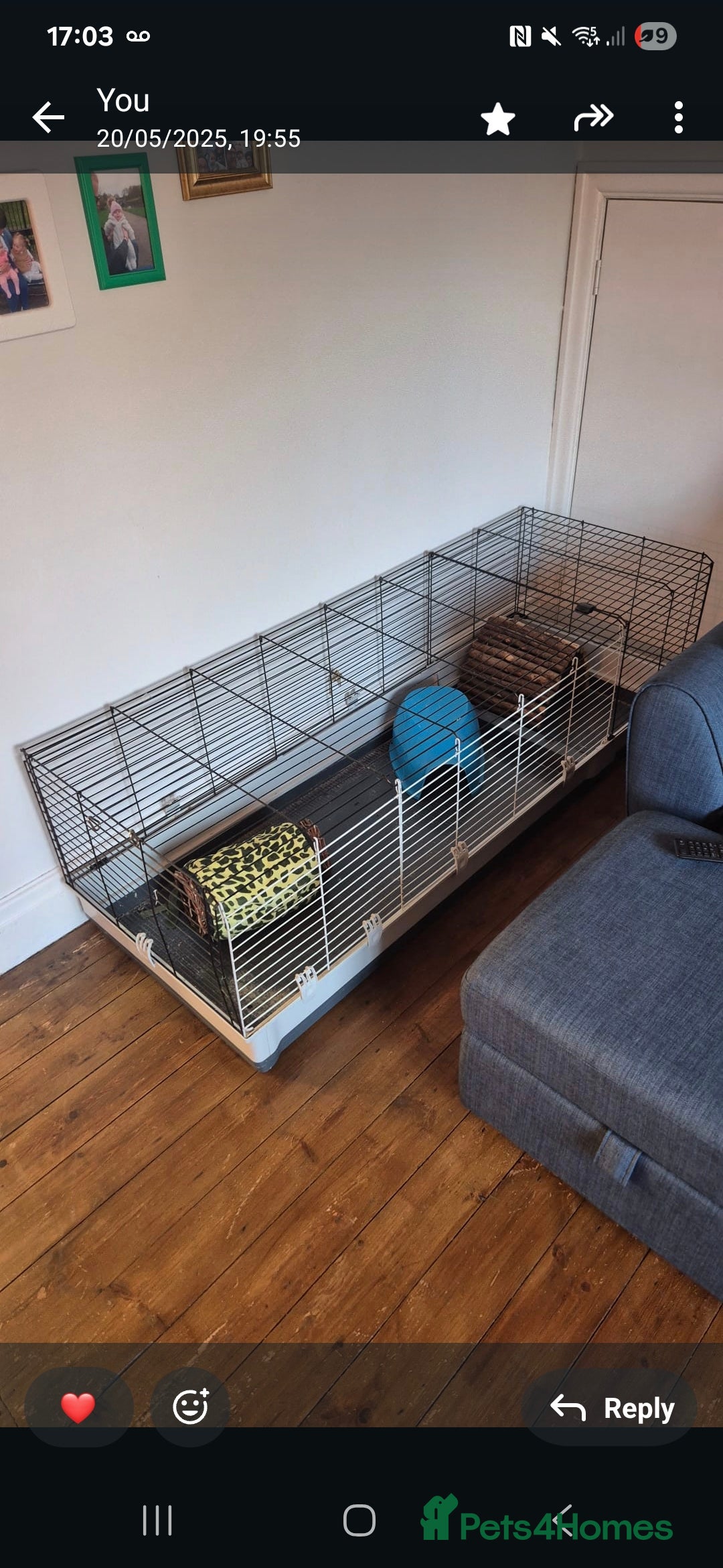 Guinea Pig rodents for sale: 2 x male, friendly, bonded guinea pigs - Advert 3